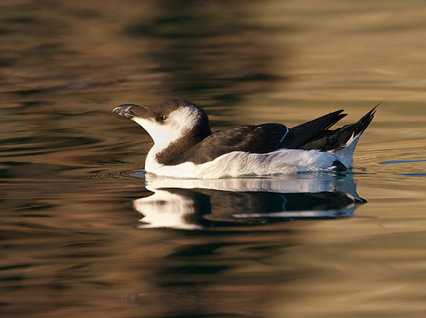 Razorbill -  Fish Quay, SPP  -  4/2/2012  -  &copy; Barry Wells