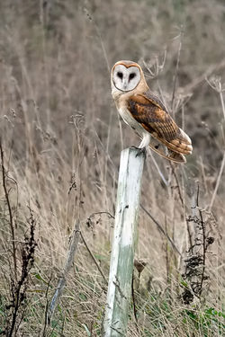 Barn Owl photographed at Chouet Refuse Tip on 14/10/2009. Photo: © Paul Hillion