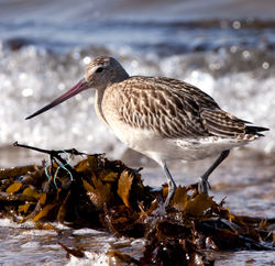 Bar-tailed Godwit photographed at Grandes Havres on 1/10/2009. Photo: © Phil Alexander