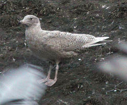 Glaucous Gull photographed at Mont Cuet [CUE] on 13/2/2010. Photo: © Paul Veron
