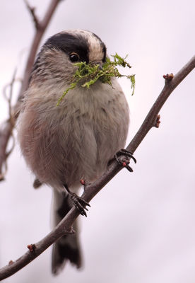 Long-tailed Tit photographed at Rue des Bergers on 1/3/2010. Photo: © Chris Bale