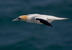 Gannet photographed at Fort Doyle [DOY] on 12/4/2010. Photo: © Chris Bale