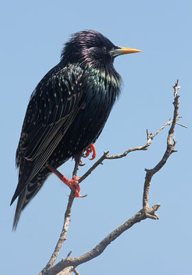 Starling photographed at Fort Le Marchant [MAR] on 9/4/2010. Photo: © Chris Bale