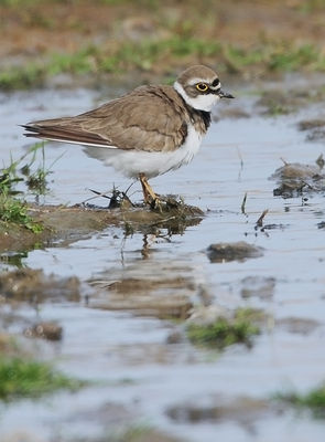 Little Ringed Plover photographed at Claire Mare [CLA] on 21/4/2010. Photo: © Chris Bale