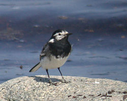 Pied Wagtail photographed at L\'Eree [LER] on 23/4/2010. Photo: © Mark Lawlor