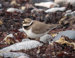 Little Ringed Plover photographed at Shingle Bank [SHI] on 25/4/2010. Photo: © Mark Guppy