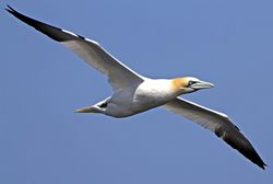 Gannet photographed at Fort Doyle [DOY] on 11/5/2010. Photo: © Mike Cunningham
