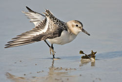 Sanderling photographed at Grandes Rocques [GRO] on 9/9/2010. Photo: © Chris Bale