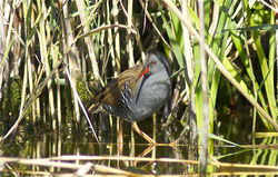 Water Rail photographed at Vale Pond/Grand Pre on 24/9/2010. Photo: © Royston Carré