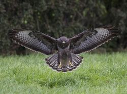 Buzzard photographed at Rue des Bergers [BER] on 19/10/2010. Photo: © Mike Cunningham