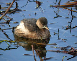 Little Grebe photographed at Reservoir [RES] on 17/11/2010. Photo: © Mark Lawlor