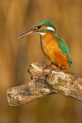 Kingfisher photographed at Grands Marais/Pre [PRE] on 13/12/2010. Photo: © Chris Bale