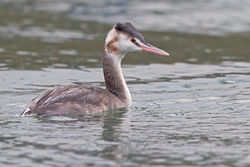 Great Crested Grebe photographed at st. Sampsons Harbour on 14/12/2010. Photo: © Chris Bale