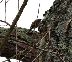 Short-toed Treecreeper photographed at Sausmarez Park on 16/2/2011. Photo: © Paul Carre