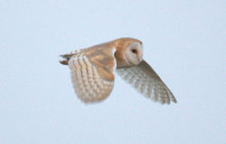 Barn Owl photographed at Mont Cuet [CUE] on 3/3/2011. Photo: © Paul Bretel