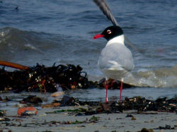 Mediterranean Gull photographed at Grandes Havres [GHA] on 4/3/2011. Photo: © Mark Lawlor