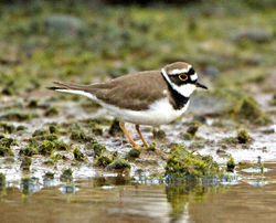 Little Ringed Plover photographed at Claire Mare [CLA] on 15/3/2011. Photo: © Mike Cunningham