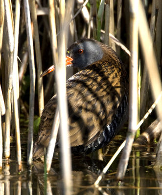 Water Rail photographed at Grands Marais/Pre [PRE] on 21/3/2011. Photo: © Mike Cunningham