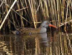 Water Rail photographed at Claire Mare [CLA] on 28/3/2011. Photo: © Mike Cunningham