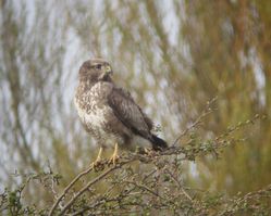 Buzzard photographed at Rue des Bergers [BER] on 3/4/2011. Photo: © Mark Guppy