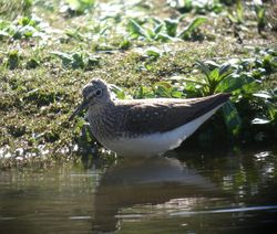 Green Sandpiper photographed at Rue des Bergers [BER] on 6/4/2011. Photo: © Mark Guppy