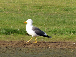 Lesser Black-backed Gull photographed at Colin Best NR [CNR] on 9/4/2011. Photo: © Cindy  Carre