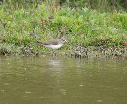 Green Sandpiper photographed at Rue des Bergers [BER] on 27/4/2011. Photo: © Adrian Gidney