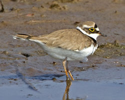 Little Ringed Plover photographed at Claire Mare [CLA] on 28/4/2011. Photo: © Mike Cunningham