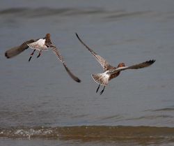 Bar-tailed Godwit photographed at Bordeaux [BOR] on 28/4/2011. Photo: © Vic Froome