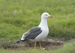 Lesser Black-backed Gull photographed at Colin Best NR [CNR] on 29/4/2011. Photo: © Royston Carré