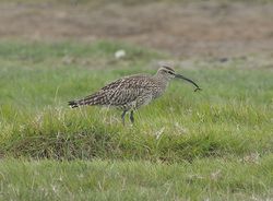 Whimbrel photographed at Colin Best NR [CNR] on 29/4/2011. Photo: © Royston Carré