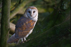 Barn Owl photographed at Mont Cuet [CUE] on 4/4/2011. Photo: © steve levrier