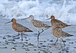 Bar-tailed Godwit photographed at L\'Eree [LER] on 4/5/2011. Photo: © Mike Cunningham
