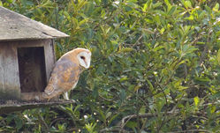 Barn Owl photographed at Rue des Bergers [BER] on 8/7/2011. Photo: © Anthony Loaring