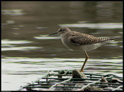 Wood Sandpiper photographed at Reservoir [RES] on 24/7/2011. Photo: © Niall Broome