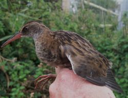 Water Rail photographed at Claire Mare [CLA] on 28/7/2011. Photo: © Christopher Mourant