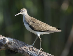 Green Sandpiper photographed at Grands Marais/Pre [PRE] on 30/7/2011. Photo: © Mike Cunningham