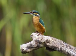Kingfisher photographed at Grands Marais/Pre [PRE] on 2/8/2011. Photo: © Royston Carré