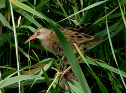 Water Rail photographed at Grands Marais/Pre [PRE] on 15/8/2011. Photo: © Mike Cunningham