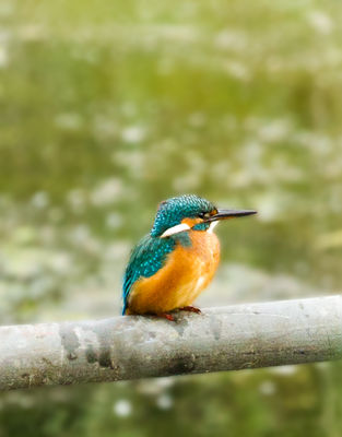 Kingfisher photographed at Vale Pond [VAL] on 18/8/2011. Photo: © Anthony Loaring