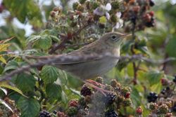 Grasshopper Warbler photographed at Herm [HER] on 19/8/2011. Photo: © Dave Andrews