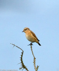 Whinchat photographed at Pleinmont [PLE] on 20/8/2011. Photo: © Mike Cunningham