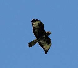 Buzzard photographed at Airport [AIR] on 1/9/2011. Photo: © Paul Bretel