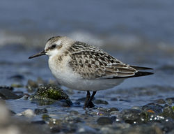 Sanderling photographed at Vazon [VAZ] on 5/9/2011. Photo: © Mike Cunningham