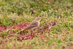 Tawny Pipit photographed at Colin Best NR [CNR] on 12/9/2011. Photo: © Vic Froome