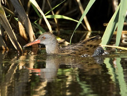 Water Rail photographed at Grands Marais/Pre [PRE] on 15/9/2011. Photo: © Mike Cunningham