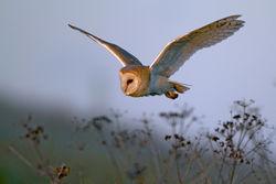 Barn Owl photographed at Chouet [CHO] on 21/9/2011. Photo: © Chris Bale