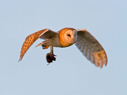 Barn Owl photographed at Chouet [CHO] on 23/9/2011. Photo: © Mike Cunningham