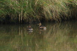 Little Grebe photographed at Vale Pond [VAL] on 24/9/2011. Photo: © Steve and Hilary Wild