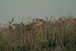 Barn Owl photographed at Chouet [CHO] on 27/9/2011. Photo: © Royston Carré